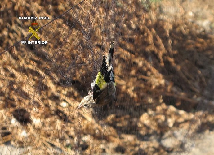 A Disposición Judicial Por La Caza Ilegal De Jilgueros