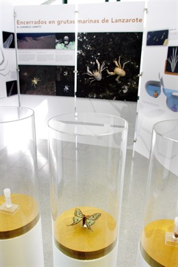 Exposición 'Bichos Made In Spain' En El Museu Valencià D'història Natural.