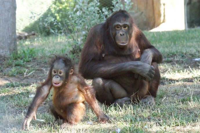 Boo, La Cría De Orangután, Del Zoo Aquarium De Madrid