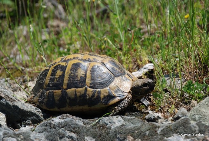 Tortuga mediterránea