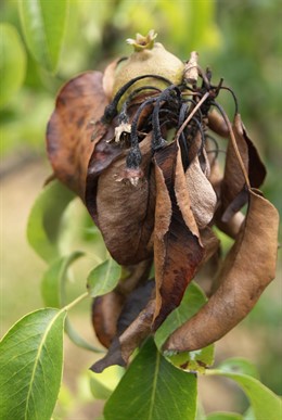 Peral Afectado Por Fuego Bacteriano