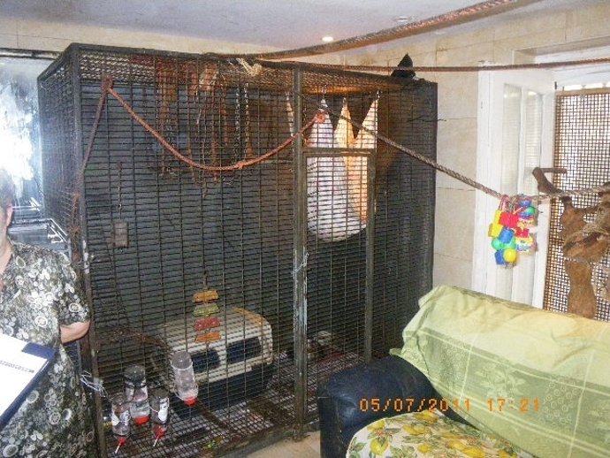 Animales Intervenidos En Un Domicilio En Valencia