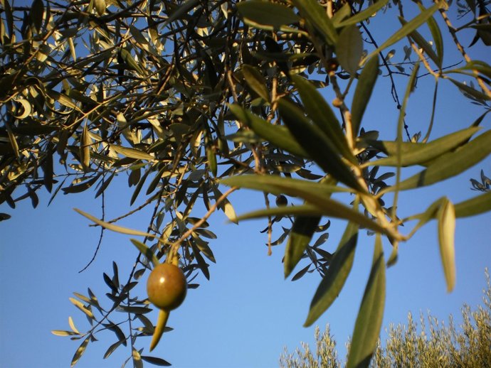 Aceite De Oliva