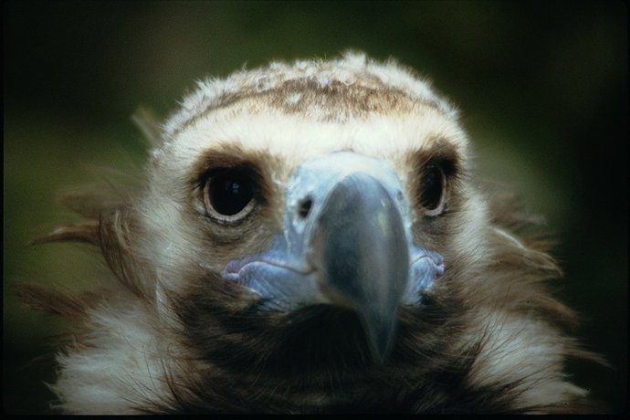 Ejemplar De Un Buitre Negro.