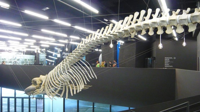 Ballena En El Museu De Ciències Naturals