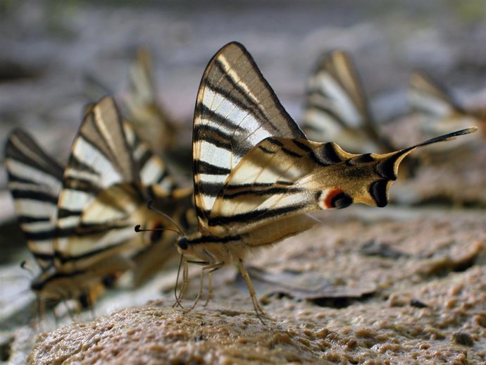 Mariposa Mediterránea