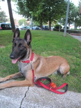 Melody, El Pastor Alemán Que Detecta Las Plagas De Chinches