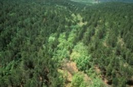 Sendero Ibérico Soriano