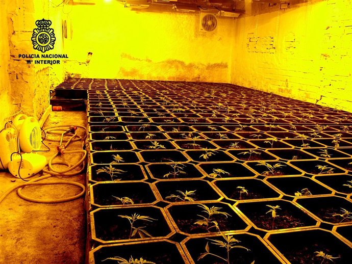 Plantas De Marihuana Intervenidas