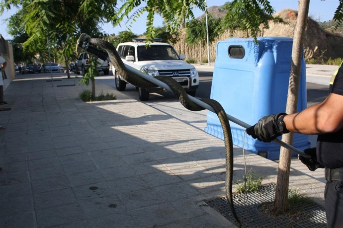 Una Culebra Capturada Por La Policía Local De Málaga