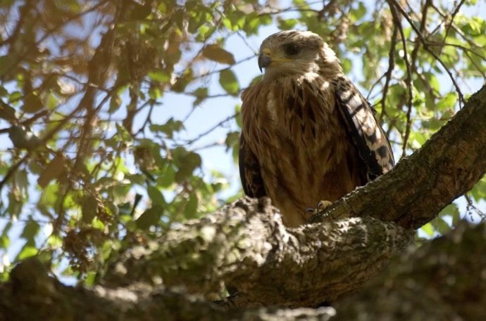 Ave Objeto Del Estudio