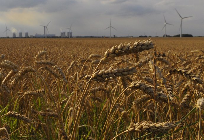 Cereales Con Energía Eólica