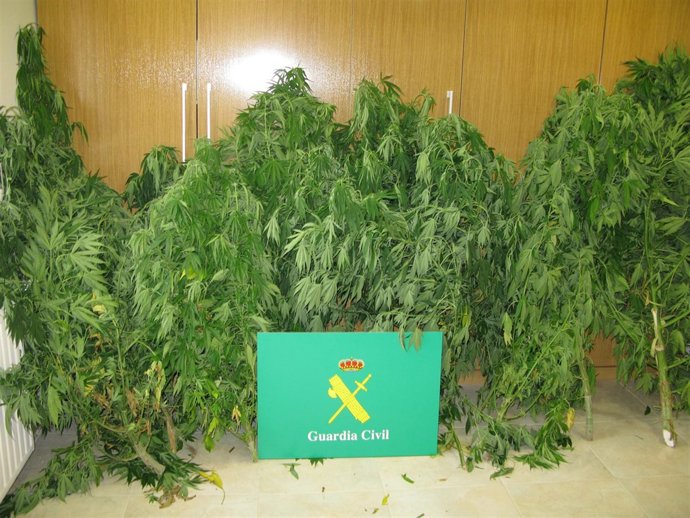 Plantas De Marihuana Intervenidas En San Cibrao Das Viñas (Ourense).