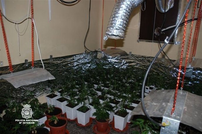 Imagen De Las Plantas De Marihuana Intervenidas