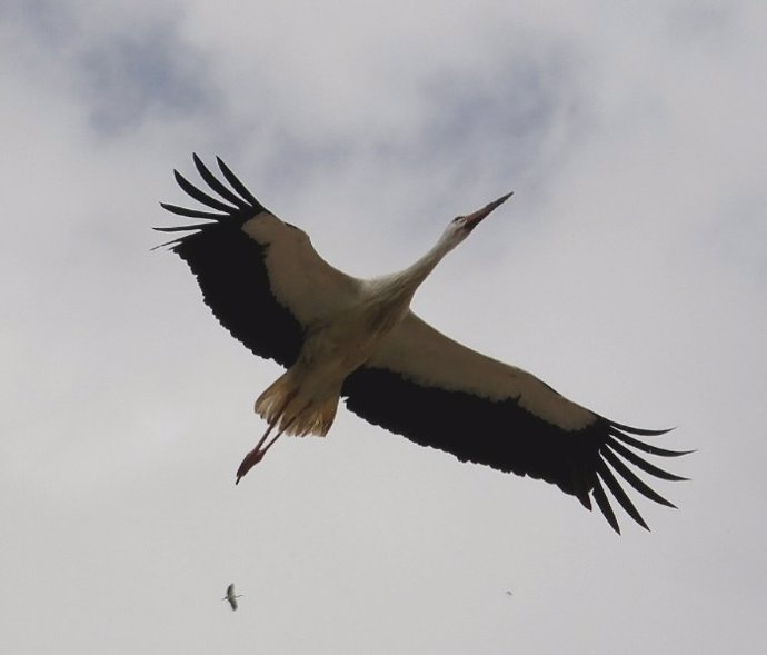 Cigüeña en vuelo