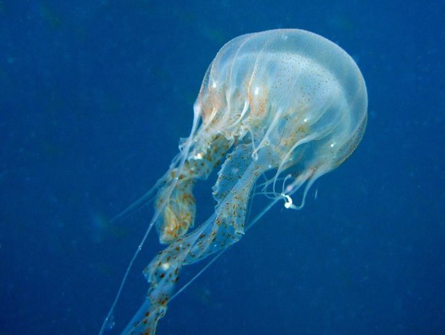 Una medusa