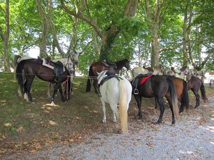 Caballos En La Feria De Orejo (Cantabria)