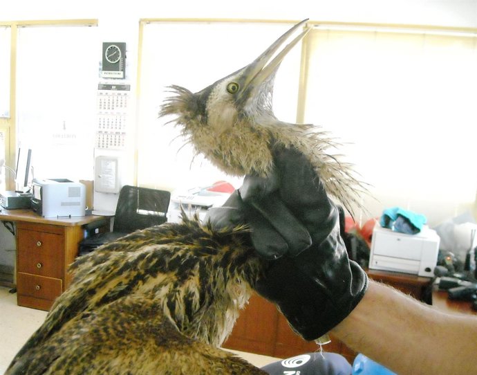 Avetoro Encontrado En Tarragona