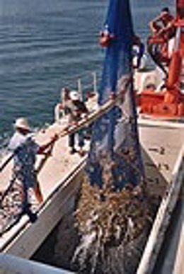 Extracción De Medusas