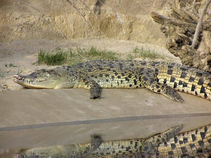 El Cocodrilo Poroso De Terra Natura,  Aitor  
