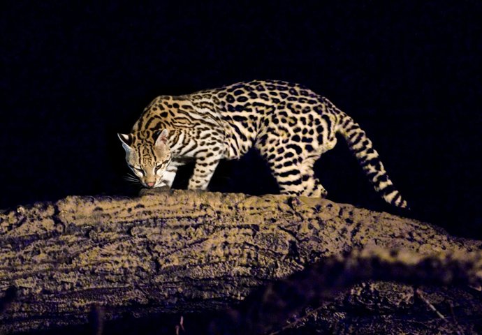 Sendaviva Celebrará El Día De Los Mamíferos.