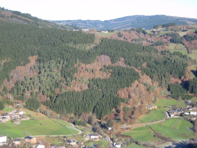 Bosque Con Certificación FSC En El Norte De España