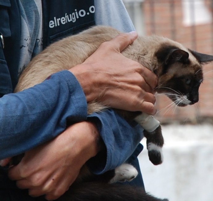 Gata Herida Tras Un Tiro