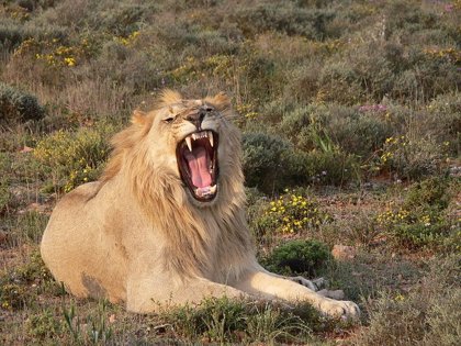 Los leones atacan a los humanos en el último día de luna llena