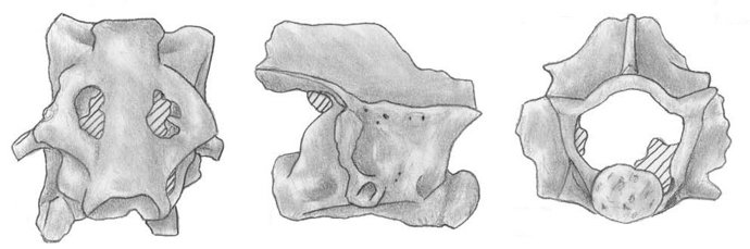 Restos Fósiles De Un Tritón