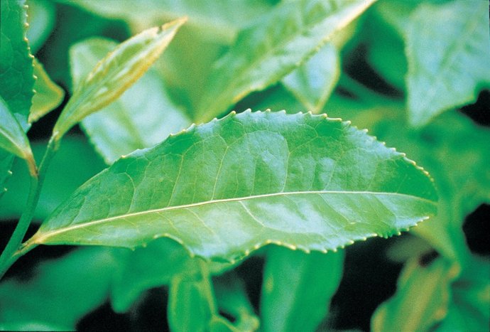 Planta Medicinal Conocida Como Camilina Que Se Utiliza Para Controlar El Peso