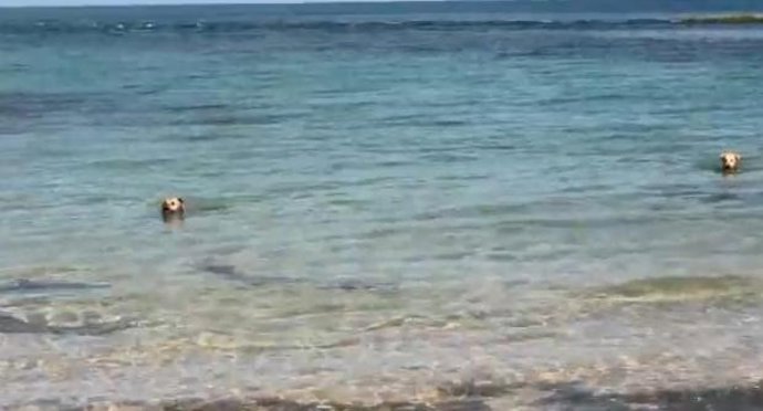 Imagen Del Vídeo Del Perro Mordiendo Al Tiburon Desde Youtube Ruste 13