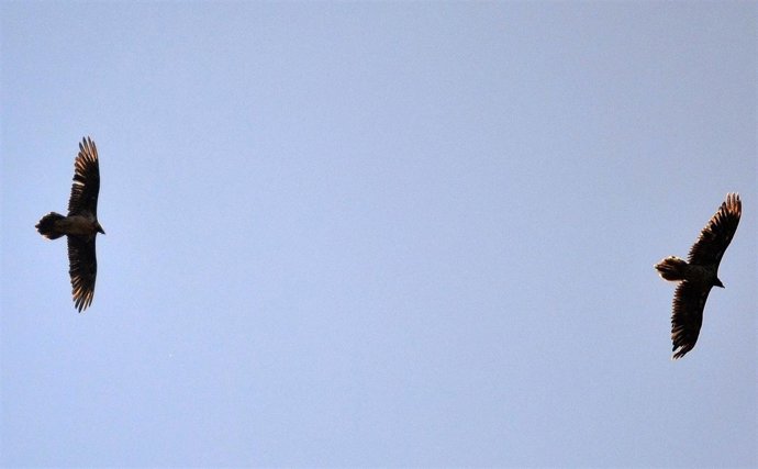 Dos Ejemplares De Quebrantahuesos