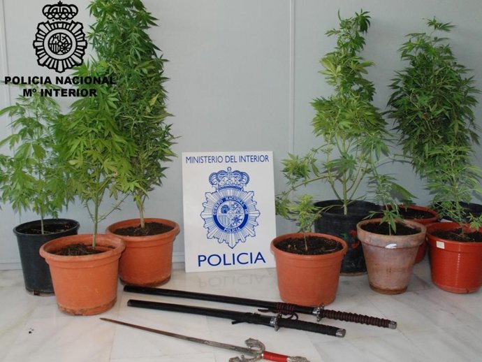 Plantas De Marihuana Incautadas En El Domicilio