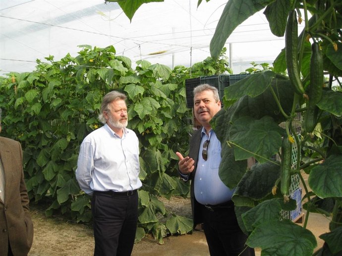 Deus En Una Explotación De Pepino De La Provincia Almeriense