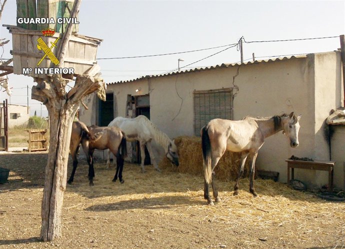 Caballos Semi-Abandonados