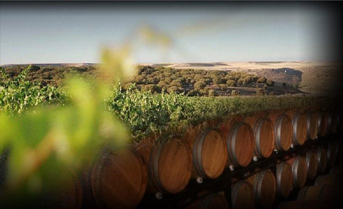 Barricas Y Viñedos De La Bodega Adrada Ecológica
