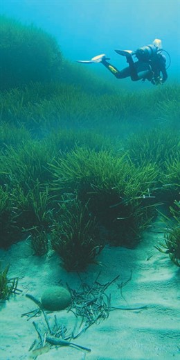 Praderas Murcianas De Posidonia Oceánica