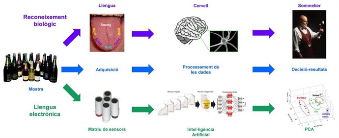 Esquema De Identificación De Una Bebida