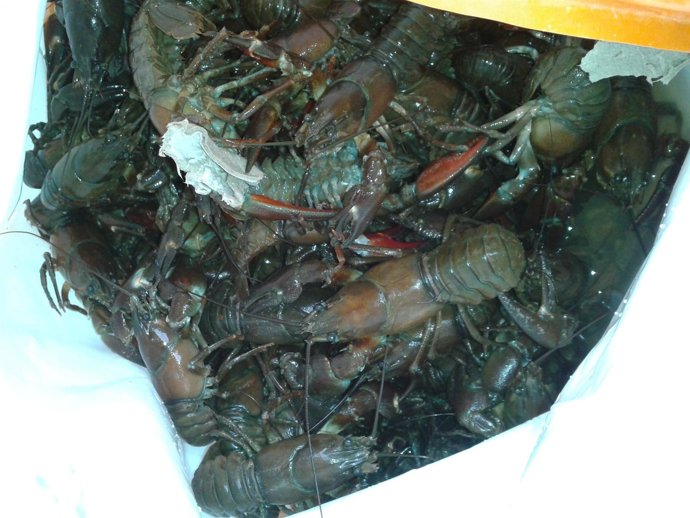 Cangrejos Señal Capturados Ilegalmente