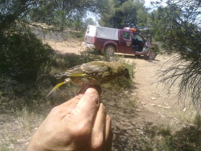 Uno De Los Pájaros Encontrados En La Operación