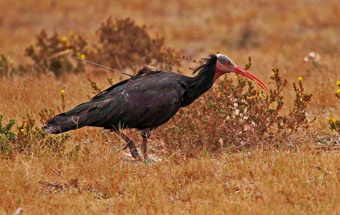 Ejemplar De Ibis Eremita Marcado Por El MARM Y SEO/Birdlife En Marruecos.