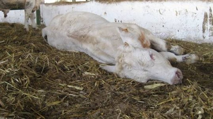 Imagen Del Animal Muerto Durante El Transporte
