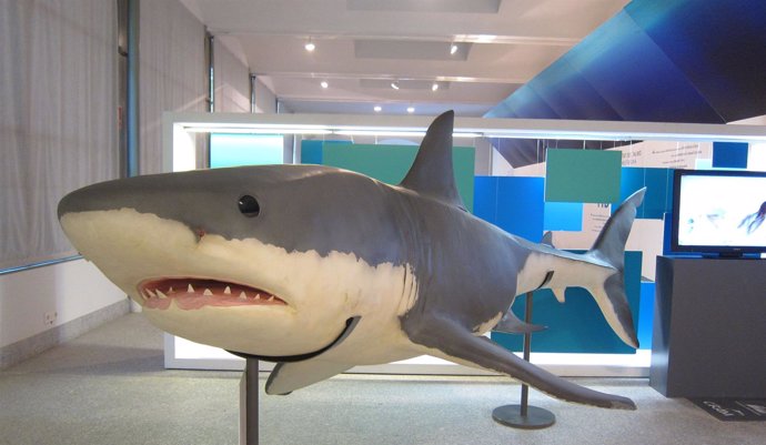 Reproducción A Tamaño Real Del Tiburón Blanco En La Exposición De Fundación CRAM