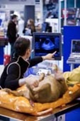 Feria Para El Profesional Del Animal De Compañía