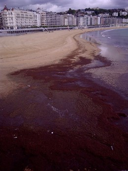 Algas En La Playa De La Concha.