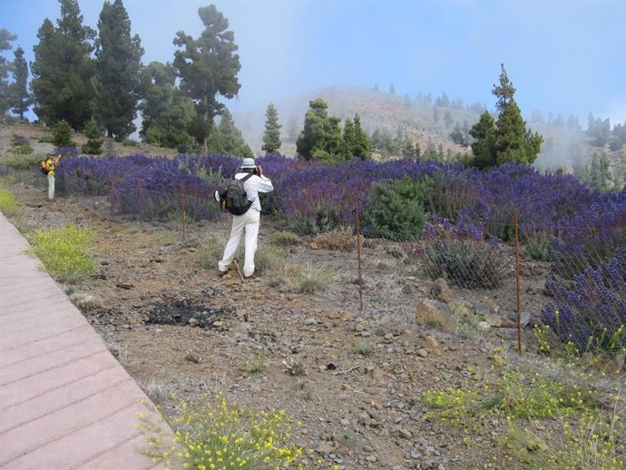 Tajinastes En La Caldera De Taburiente (La Palma)