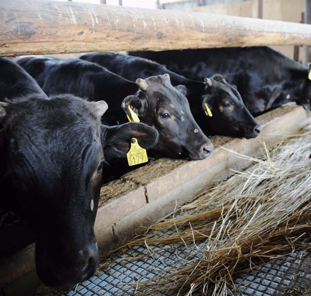 Imagen De Vacas En Fukushima, En Japón