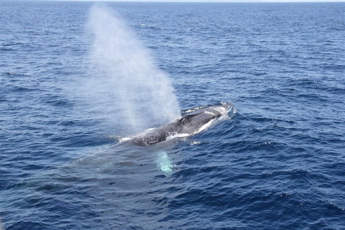 Ejemplar De Rorcual Común