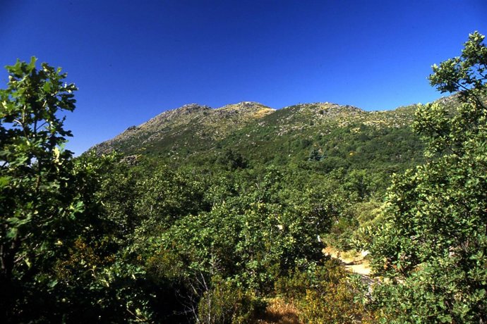 Robledal En La Ruta.