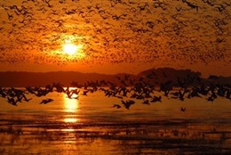 Fotografía ganadora del Premio Humedales 2009 de Seo/Birdlife.